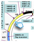 Mutation map of mtDNA