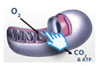 Oxidative phosphorylation