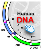 Map of human mitochondrial DNA