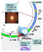 Morbidic map of mtDNA