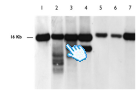 mtDNA analysis