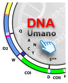 Mappa del DNA mitocondriale umano