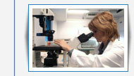 Cultured fibroblasts and cellular disease models Cultured fibroblasts and cellular disease models